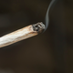 Illustration for article titled Alarming amount of poop in Spanish weed gives new meaning to “This is good shit”